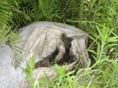 男子河边钓鱼发现“死尸” 近看吓了一跳