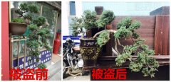 莽贼！价值30万元的名贵盆栽让他弄得一文不值