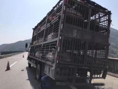 运猪车高速路上爆胎   生猪差点被热死