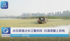 长江重庆段现“绿地毯”