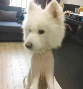 公司养了6年的狗走失 同事们都很失落