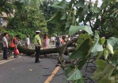 重庆10米行道树被雷劈倒 车辆排200米长队等通行