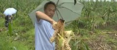 疯狂野猪“组团”抢粮 60亩玉米惨遭洗劫