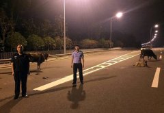 午夜时分  五头牛相约出逃两公里上了高速