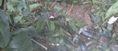 重庆一男子高楼坠下身亡 草坪上留有血迹