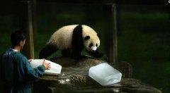 重庆持续高温  大熊猫借冰块消暑