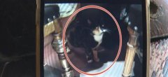 女子餐馆吃饭被猫咬伤  该谁负责？