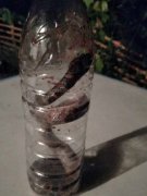 女子回家见异物入侵 抓起后求助网友