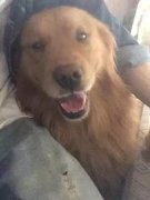 男子不舍金毛沦为流浪狗 却被反咬一口