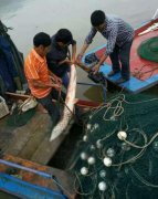 重庆一渔民捕鱼意外收获48斤大头鲢鱼