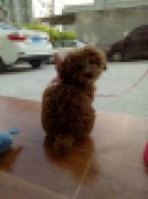 泰迪犬竟然会掉色？ 狗主人：买了条假的？