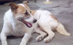 幼崽被困江中 狗妈妈渡江一公里为其喂奶