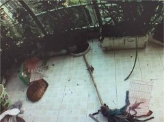 流浪狗跑到居民家耍横 狂吠屋主咬死两只鹦鹉