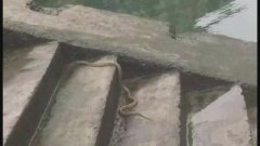 游泳爱好者正在江中游泳  突然游来一条毒蛇