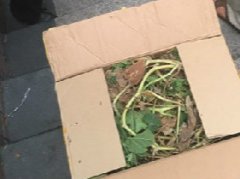 摩托车司机好心帮忙被套路 400余元换一箱菜叶