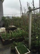 小区楼顶变“开心农场”   物业：没法处理
