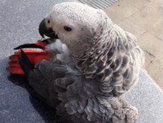 鹦鹉因太寂寞离家出走  主人愿花2000元寻它