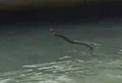河边散步遇“小黑蛇”  路人：夜华下凡？