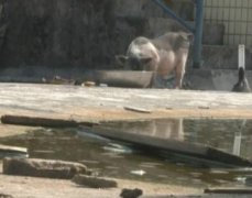 楼顶养猪愁死楼下住户：不仅臭还经常堵住落水管