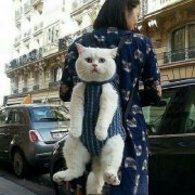女子奇葩背猫方式  看呆网友