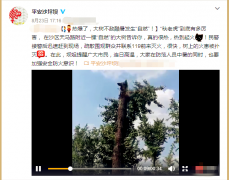 行道树发生“自燃”秒变“火炬”