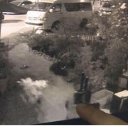 价值千元盆栽被顺走 监控拍下全过程