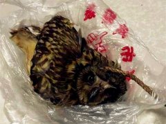 市民湖边散步偶遇野猫和猫头鹰在“打架”