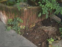 采花大盗偷走千元盆栽 监控中发现邻居抱着花