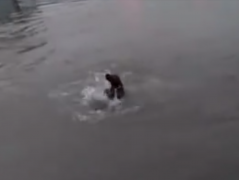 男子强行将“大黄”抛进江里学游泳 “大黄”被吓懵