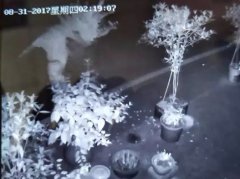 男子半夜开车去偷花 网友：情趣真高雅