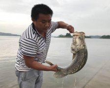 重庆小伙长寿湖钓到近30斤重的桂鱼