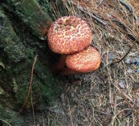 雨后野生蘑菇生长旺盛 切勿随意采摘食用