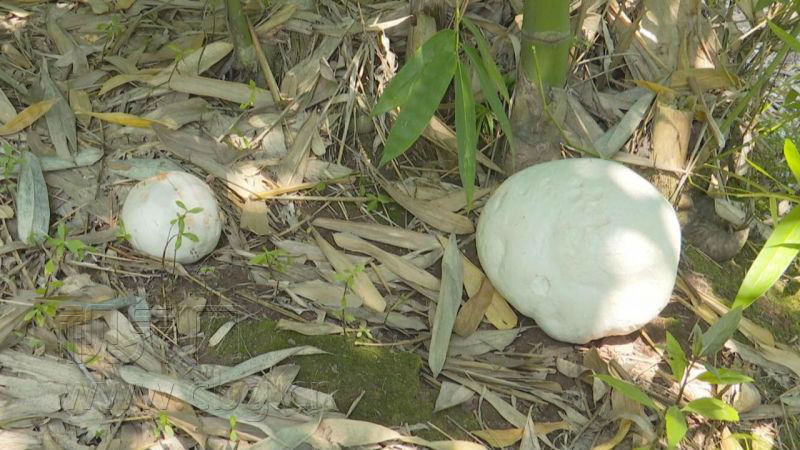 重庆现巨型野生菌重达344斤