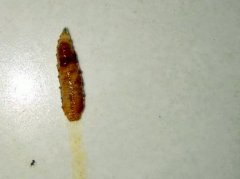 倒“豆瓣酱”炒菜竟倒出一堆蛆 女子被吓坏