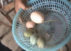 重庆“小巨蛋”一个顶三 蛋中竟还有蛋