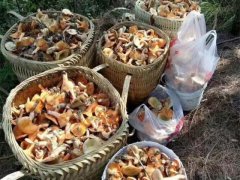 大自然馈赠的珍宝 村民意外迎来“大丰收”