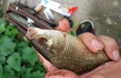 男子钓到怪鱼 只长了一只眼睛