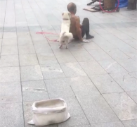 老人带狗街头卖艺 口哨声中默契无比