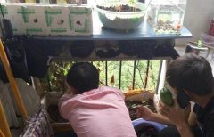 好贤惠！高校男生将阳台变菜园