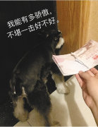 小夫妻计划出国游 护照被爱犬撕粉碎