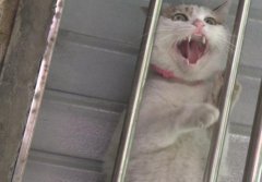 猫咪太肥被卡防盗网  见人就凶女子吓得够呛