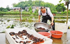 男子养小龙虾 年收入超过300万