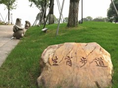 重庆有个生肖步道 十二个生肖可坐可观赏