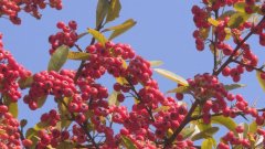 石柱万亩火棘“烧红”千野草场