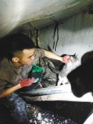 用了九牛二虎之力 救出一只流浪猫