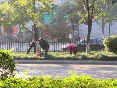老人组团跑到公路上捡白果  来往汽车疾驰而过