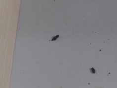 这栋写字楼老鼠横行 女员工表示不敢上班