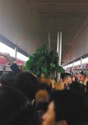 不可思议！男子竟把盆栽挂在车顶出风口