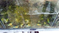 重庆20元大闸蟹 穿“阳澄湖”马甲卖138元