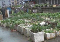 公共区域养鸡种菜 居民再也忍不了了！